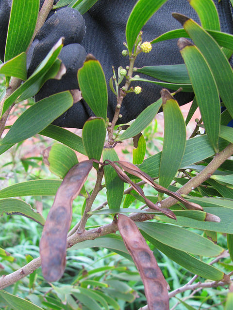 Acacia confusa