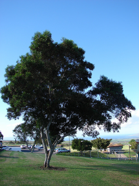 Acacia confusa