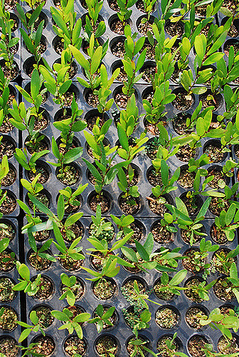 Acacia confusa