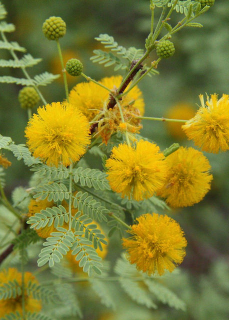 Acacia aubépine