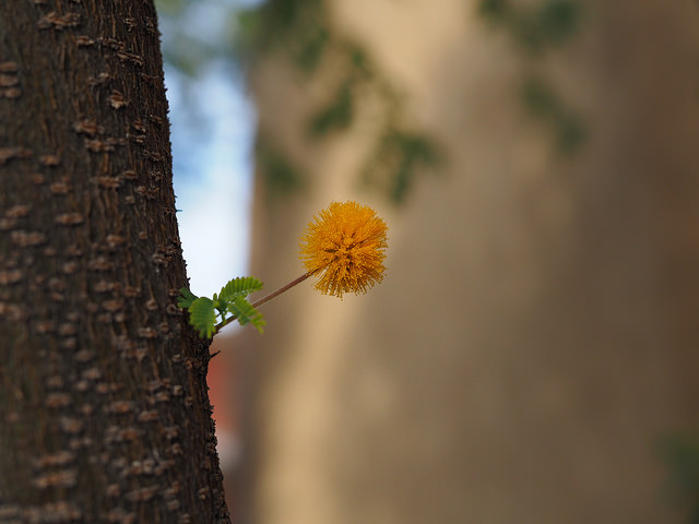 Acacia aubépine