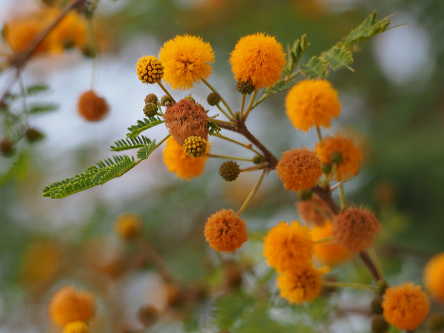Acacia aubépine