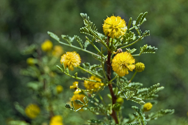 Acacia aubépine