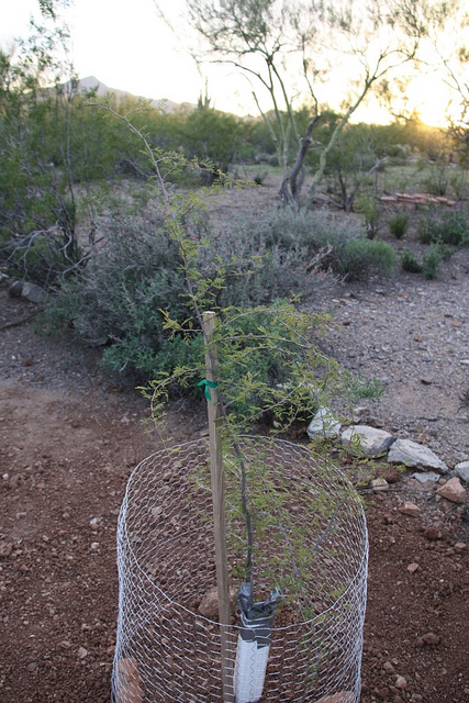 Acacia aubépine