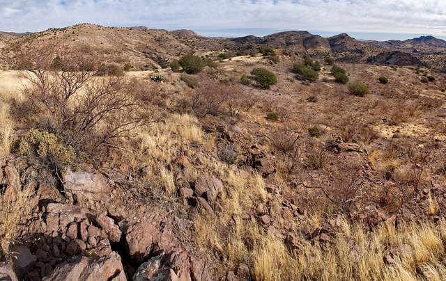 Acacia aubépine (Acacia constricta)