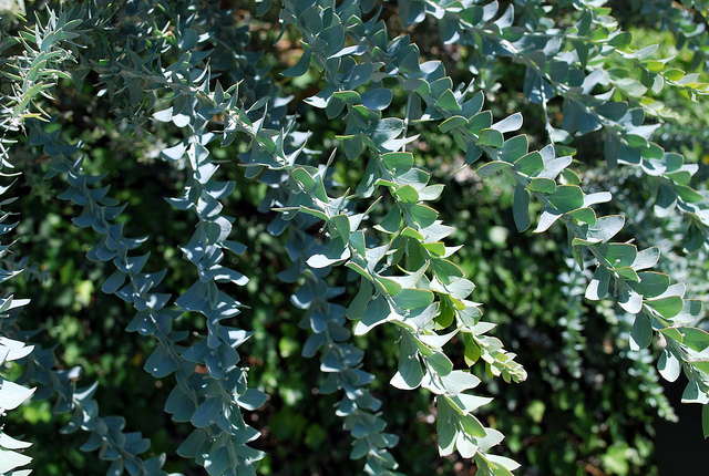 Mimosa-couteau (Acacia cultriformis)