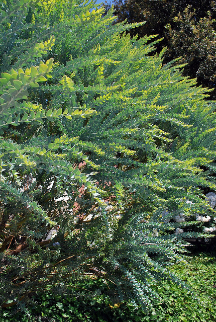 Mimosa-couteau