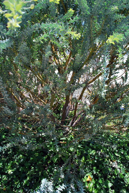 Mimosa-couteau