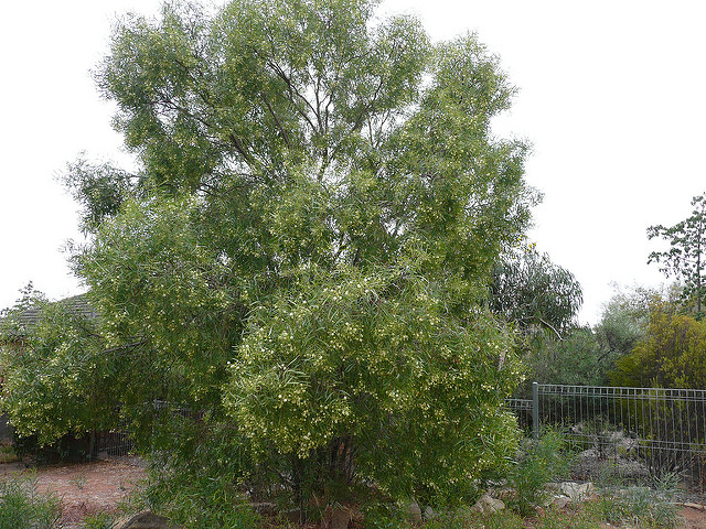 Acacia cyclops