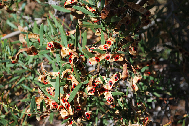 Acacia cyclops