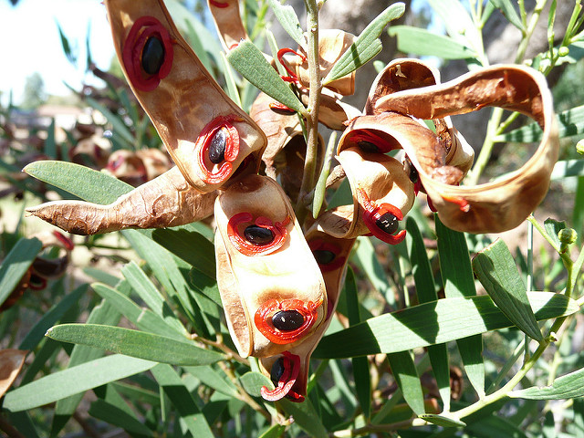 Acacia cyclops