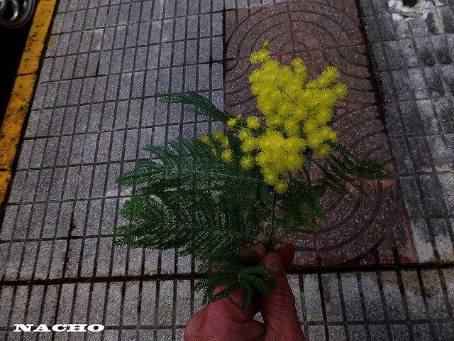 Acacia dealbata