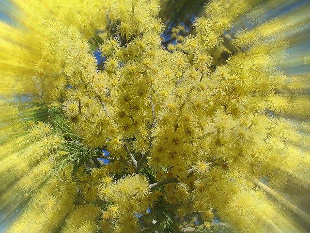 Acacia dealbata