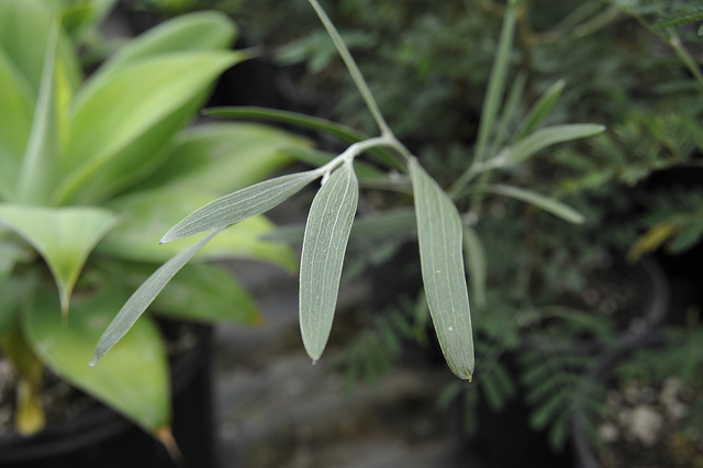 Acacia dealbata