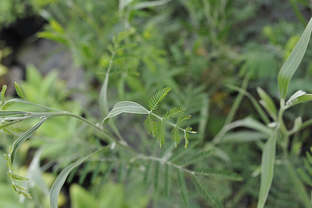 Acacia dealbata