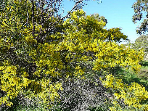 Acacia decurrens