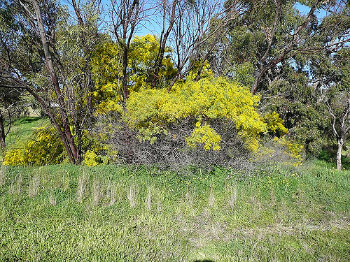 Acacia decurrens