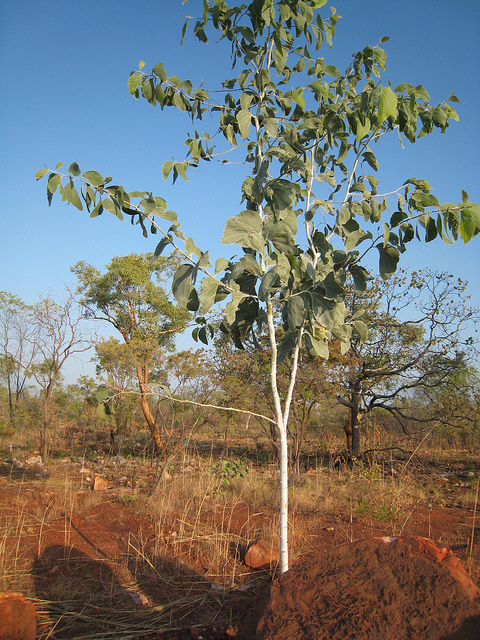 Acacia dunnii (Acacia dunnii)