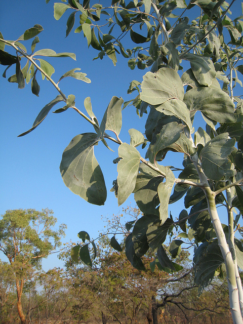 Acacia dunnii