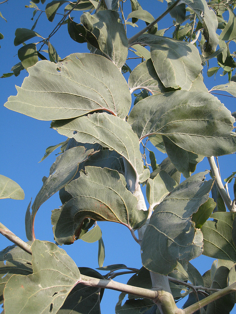 Acacia dunnii