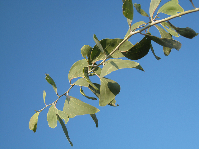 Acacia dunnii