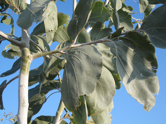 Acacia dunnii