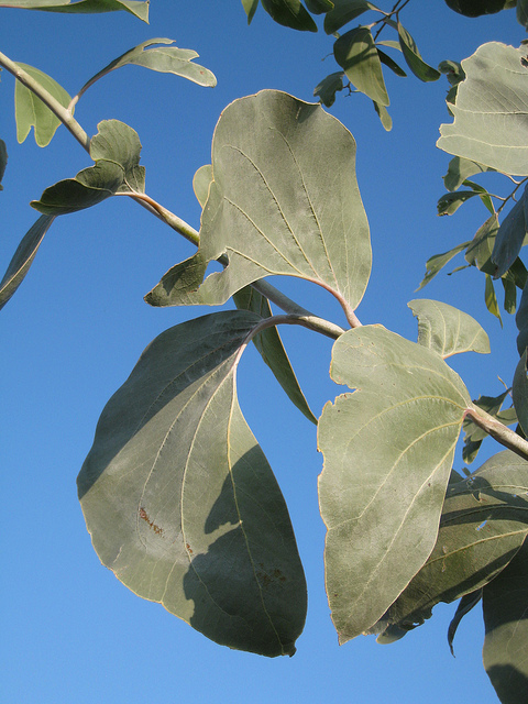 Acacia dunnii
