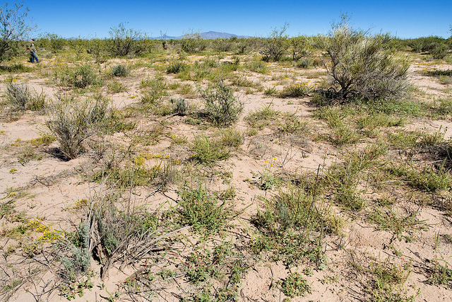 Acacia elata