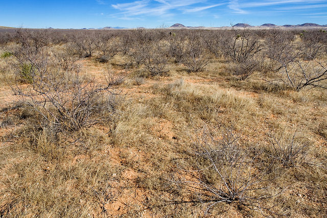 Acacia elata