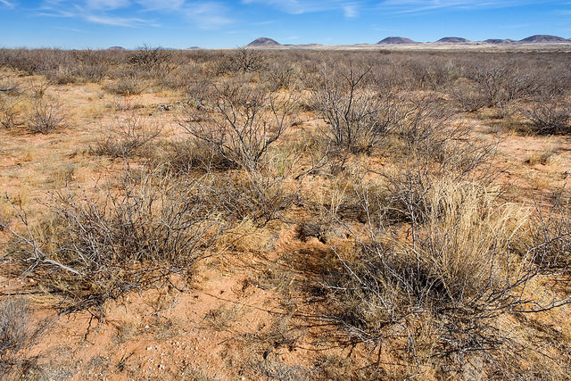 Acacia elata