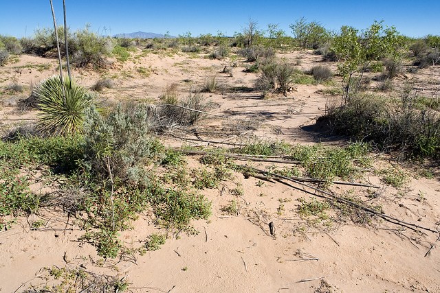 Acacia elata