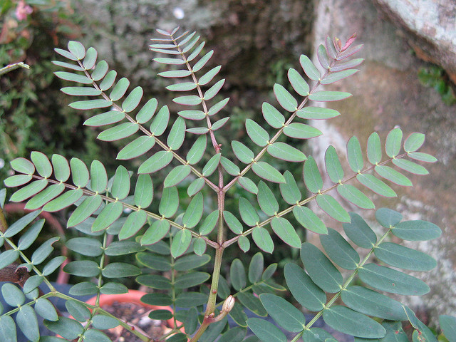 Acacia elata (Acacia elata)