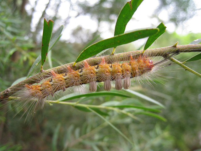 Acacia floribunda