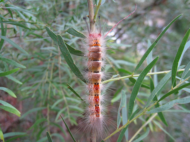 Acacia floribunda