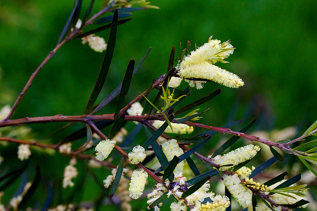 Acacia floribunda