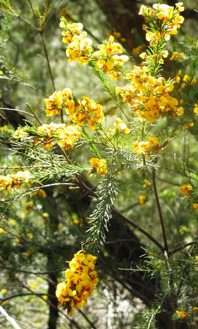 Acacia floribunda