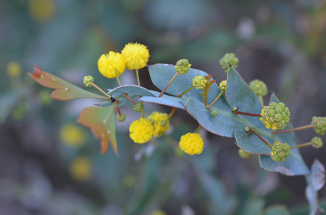 Acacia glaucoptera
