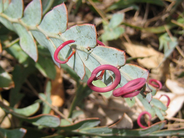 Acacia glaucoptera