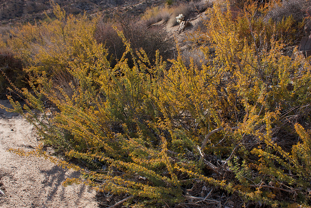 Acacia greggii