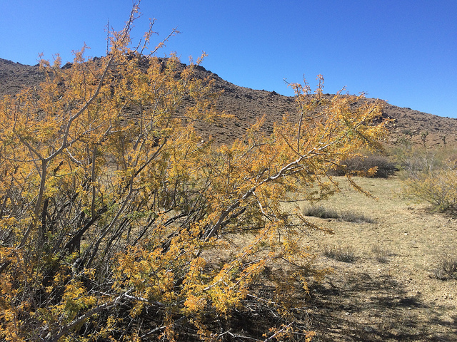 Acacia greggii