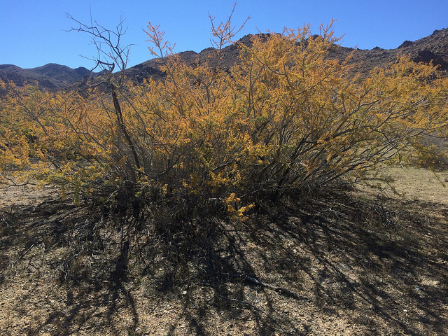 Acacia greggii