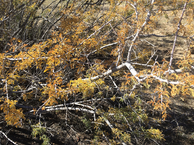 Acacia greggii