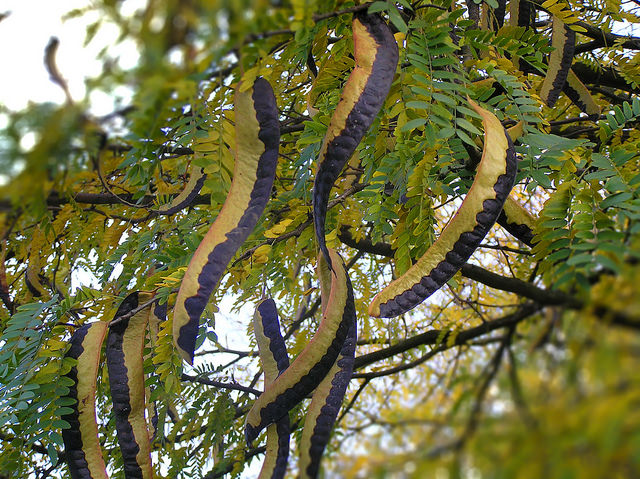 Acacia greggii (Acacia greggii)