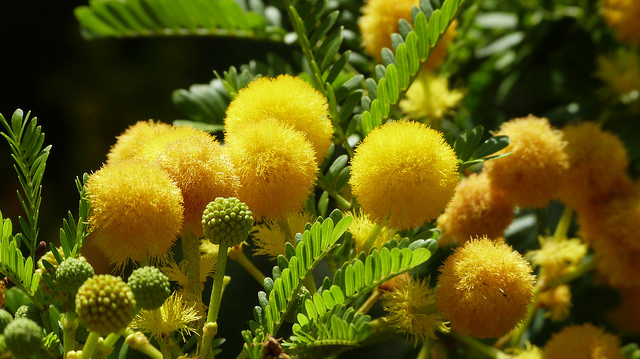 Mimosa odorant
