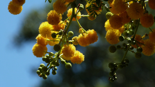 Mimosa odorant