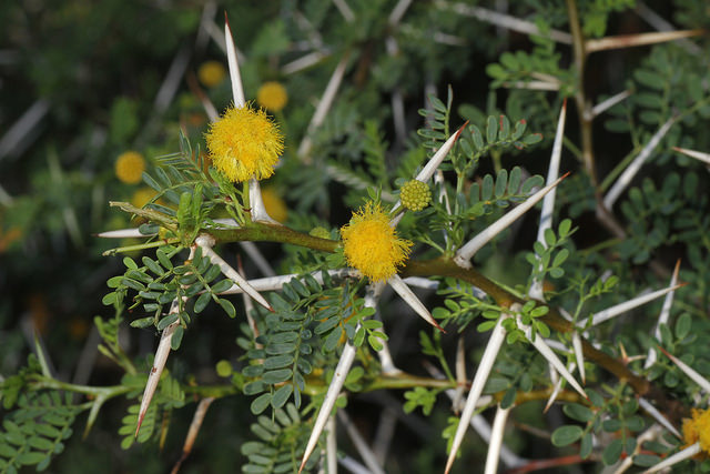 Mimosa odorant