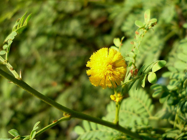 Mimosa odorant
