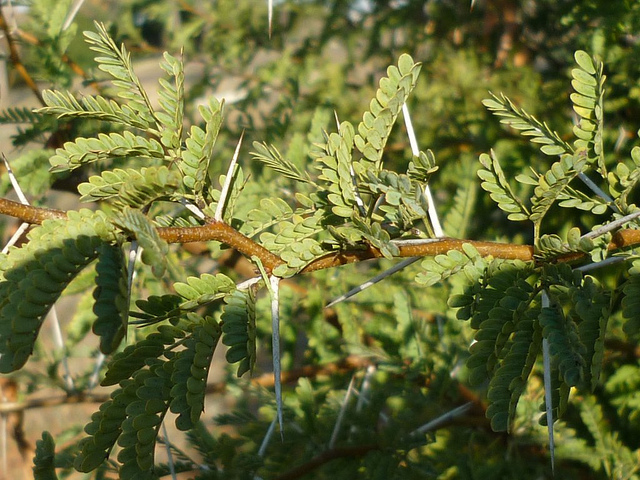Mimosa odorant