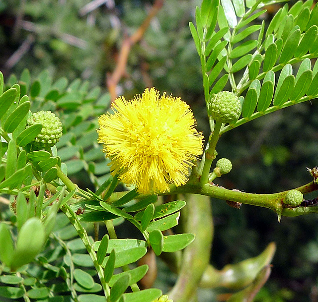 Mimosa odorant (Acacia karroo)