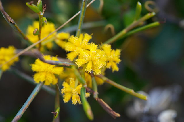 Acacia ligulata
